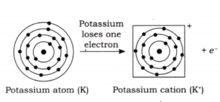 The electronic configuration of potassium (K) is 2, 8, 8, 1. It loses one electron to become K+ (cation)..png