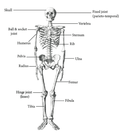 Human Skeleton