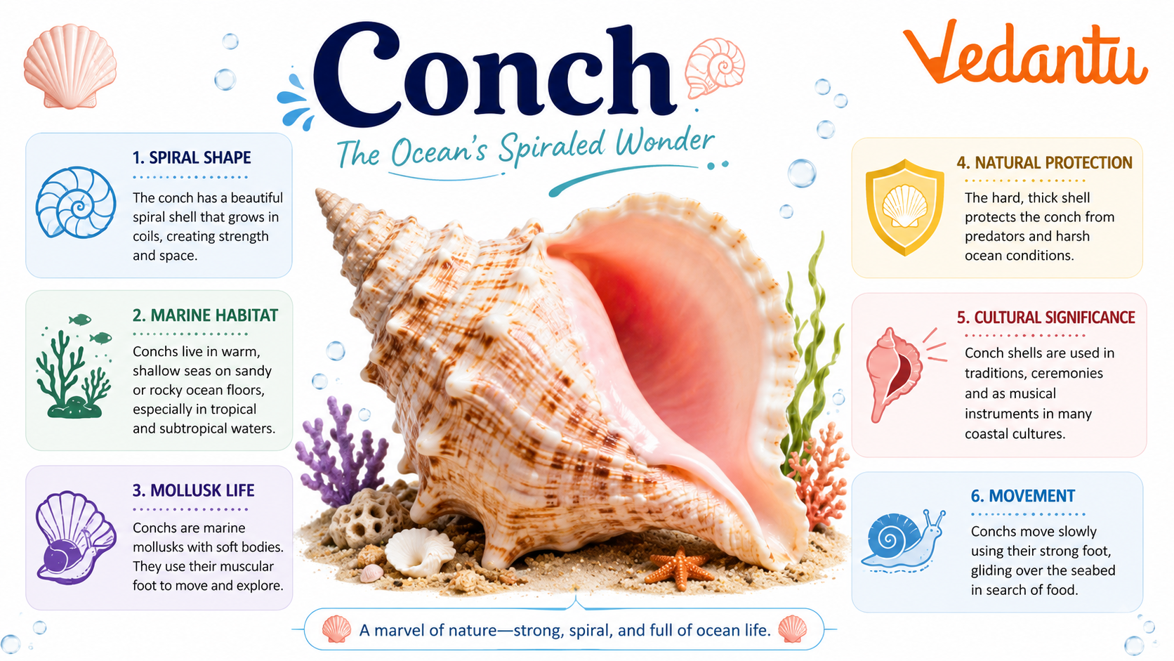 Conch shell marine mollusk