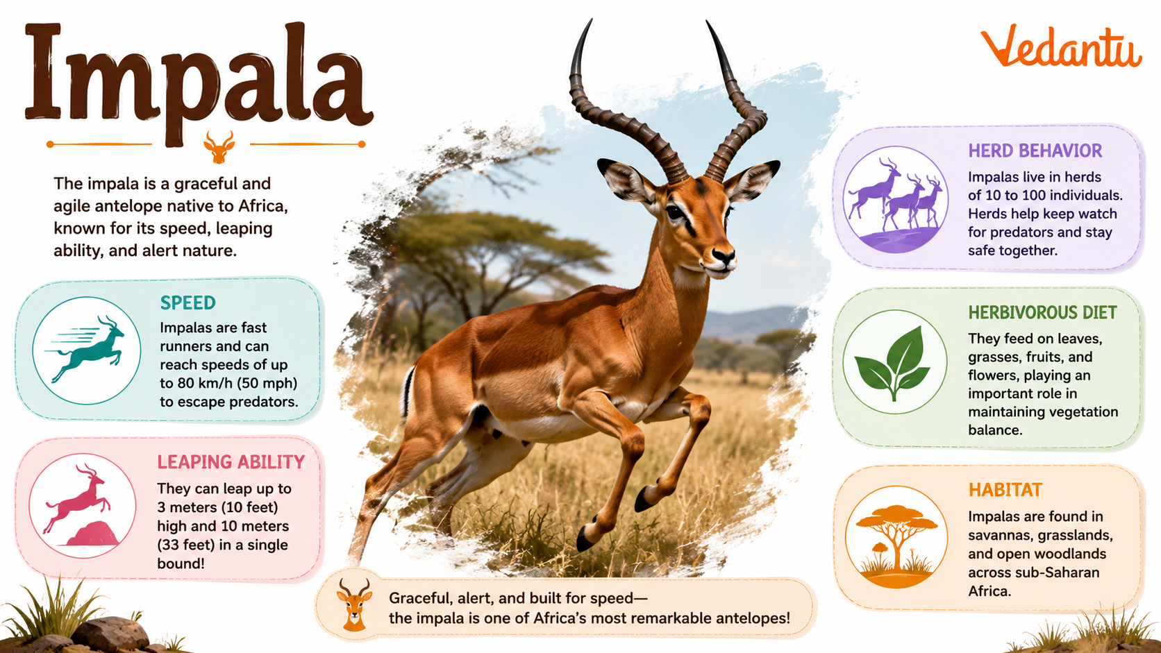 Impala standing in African grassland
