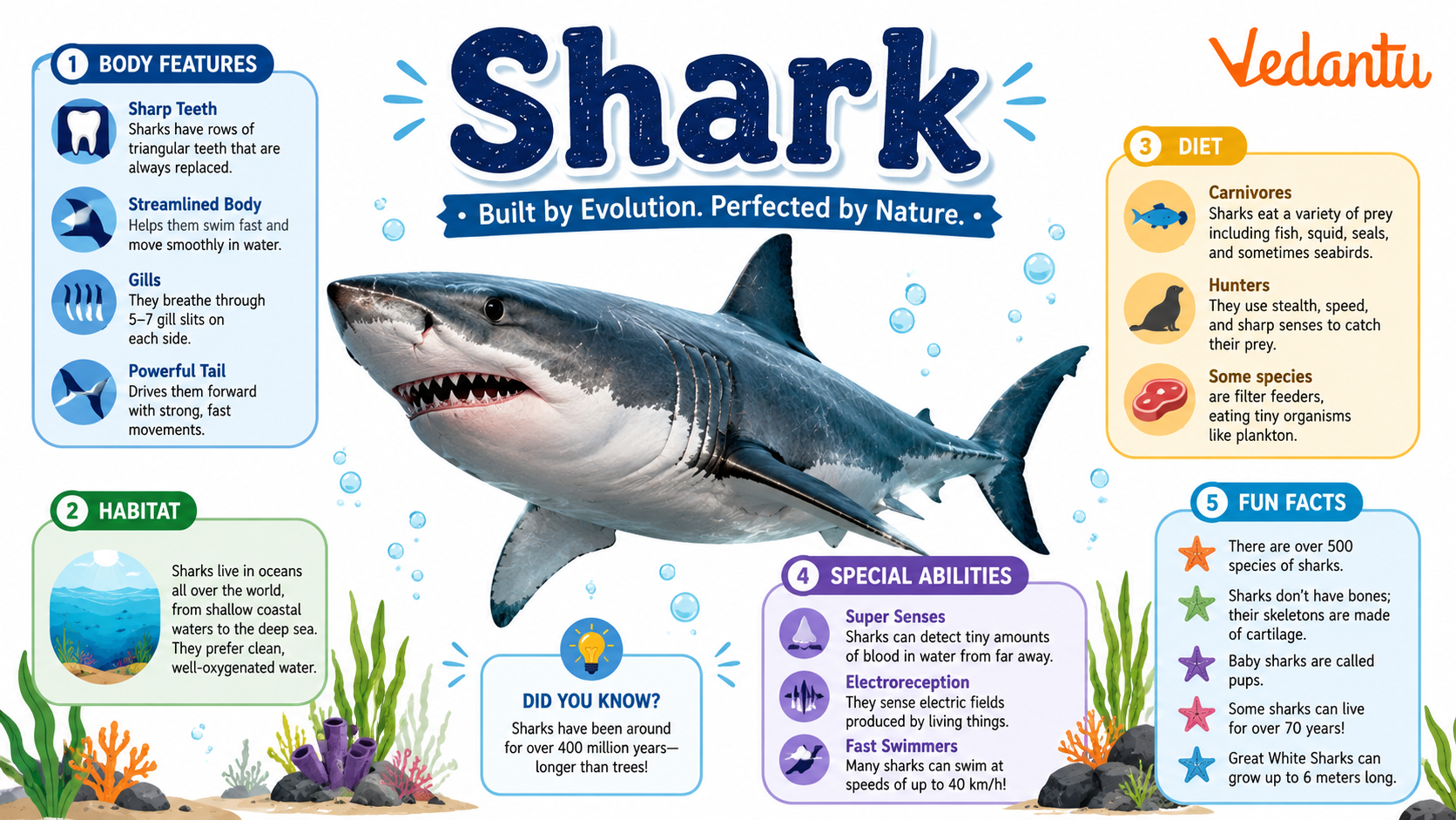 Shark swimming in the ocean