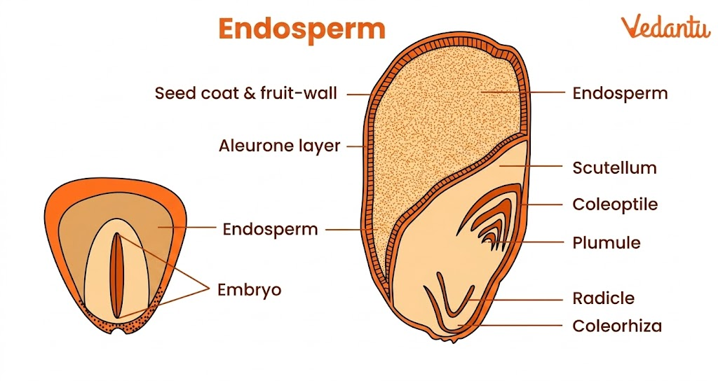 endosperm diagram
