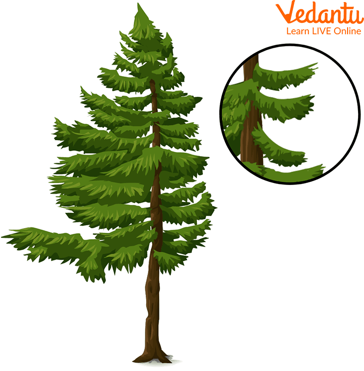 Deodar Tree Showing Conical Body