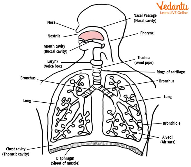 The Human Respiratory System