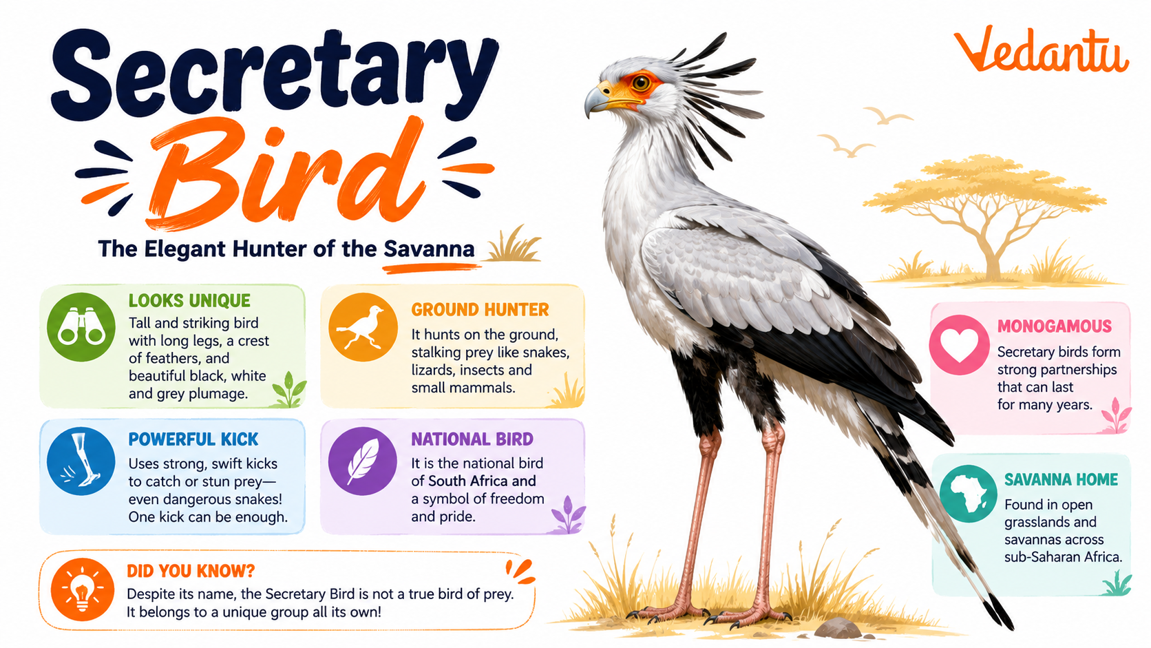 Secretary Bird standing in grassland habitat