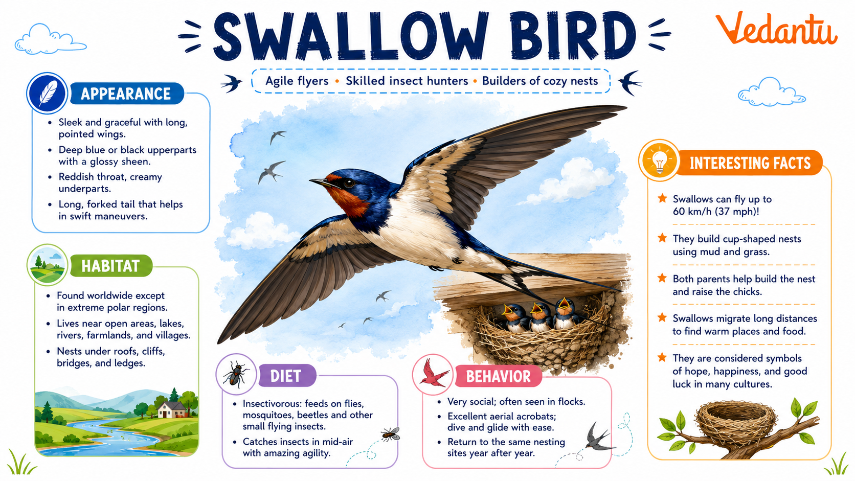 Swallow Bird