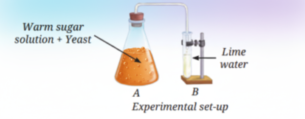 An experimental setup which has  sugar and lime water