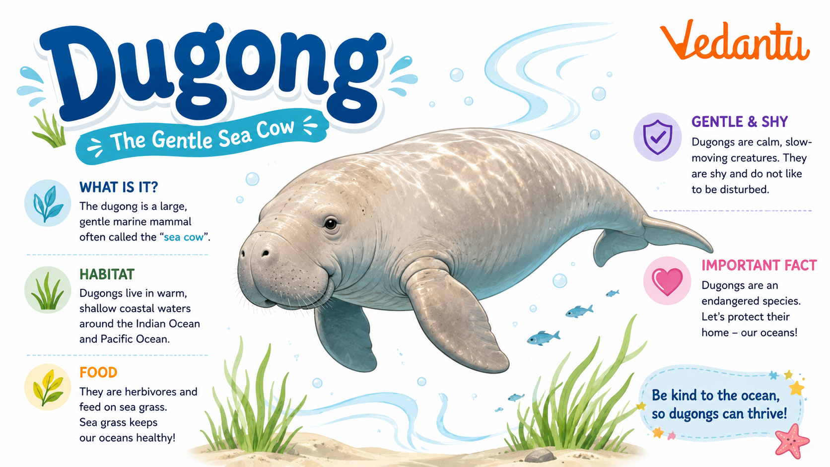 Dugong swimming in shallow sea water