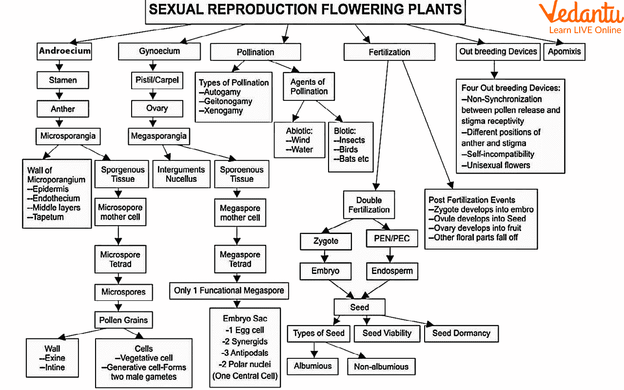 Concept Map of Sexual Reproduction in plants