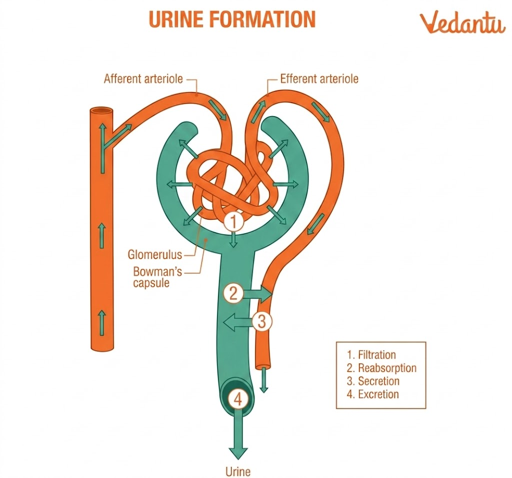 structure of nephron diagram - formation of urine