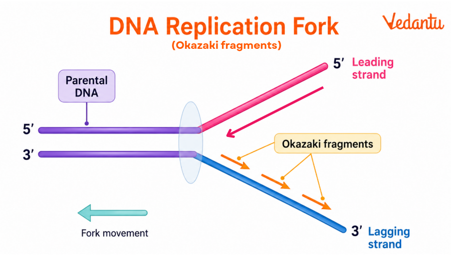 DNA Replication Fork (Okazaki Fragments) Diagram