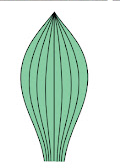 Monocot Leaf