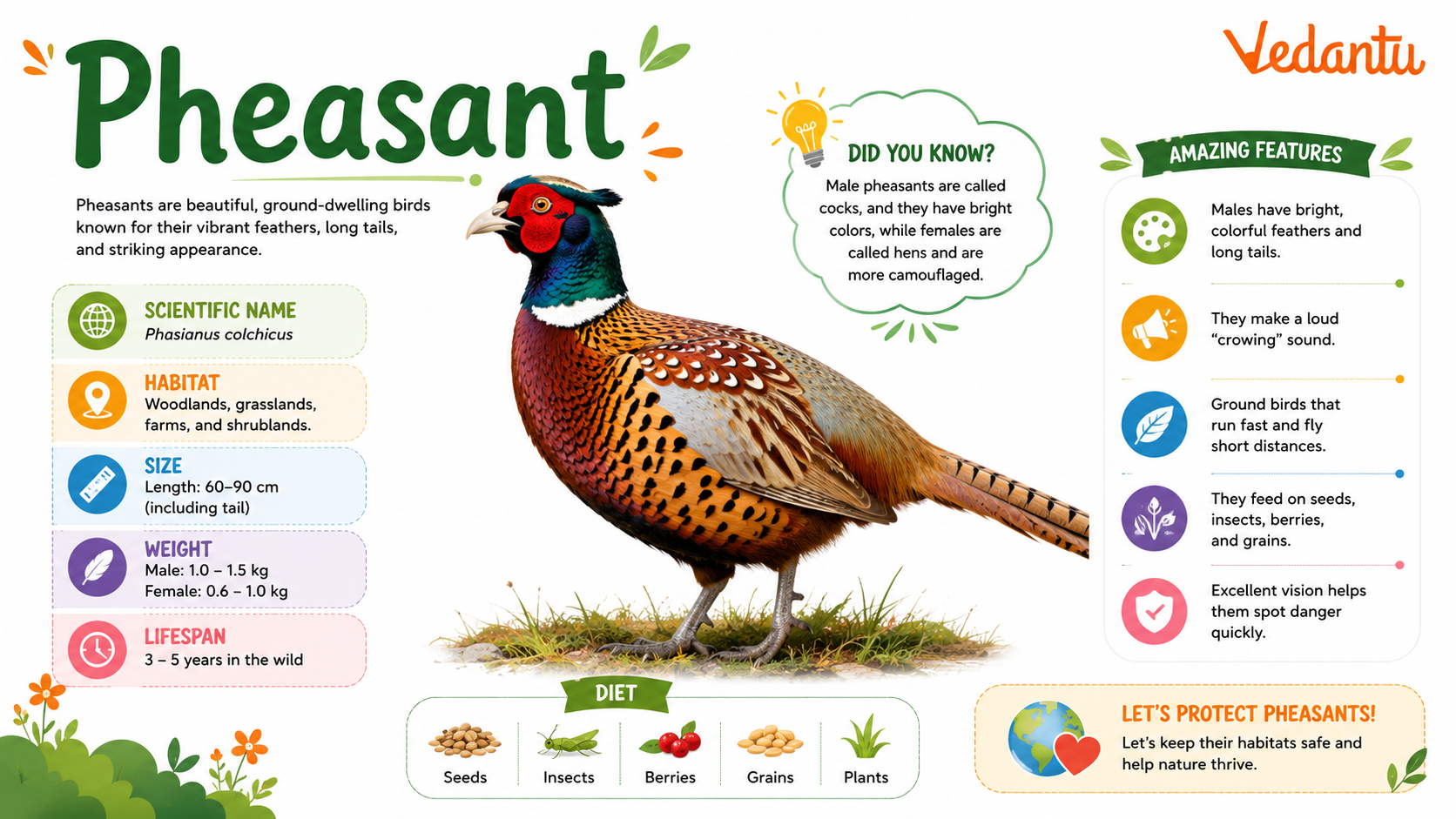 Pheasant bird with long colourful tail feathers