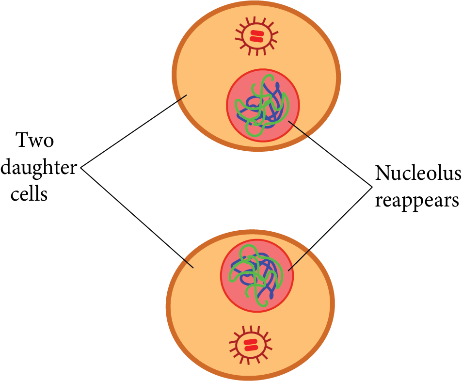 Cytokinesis