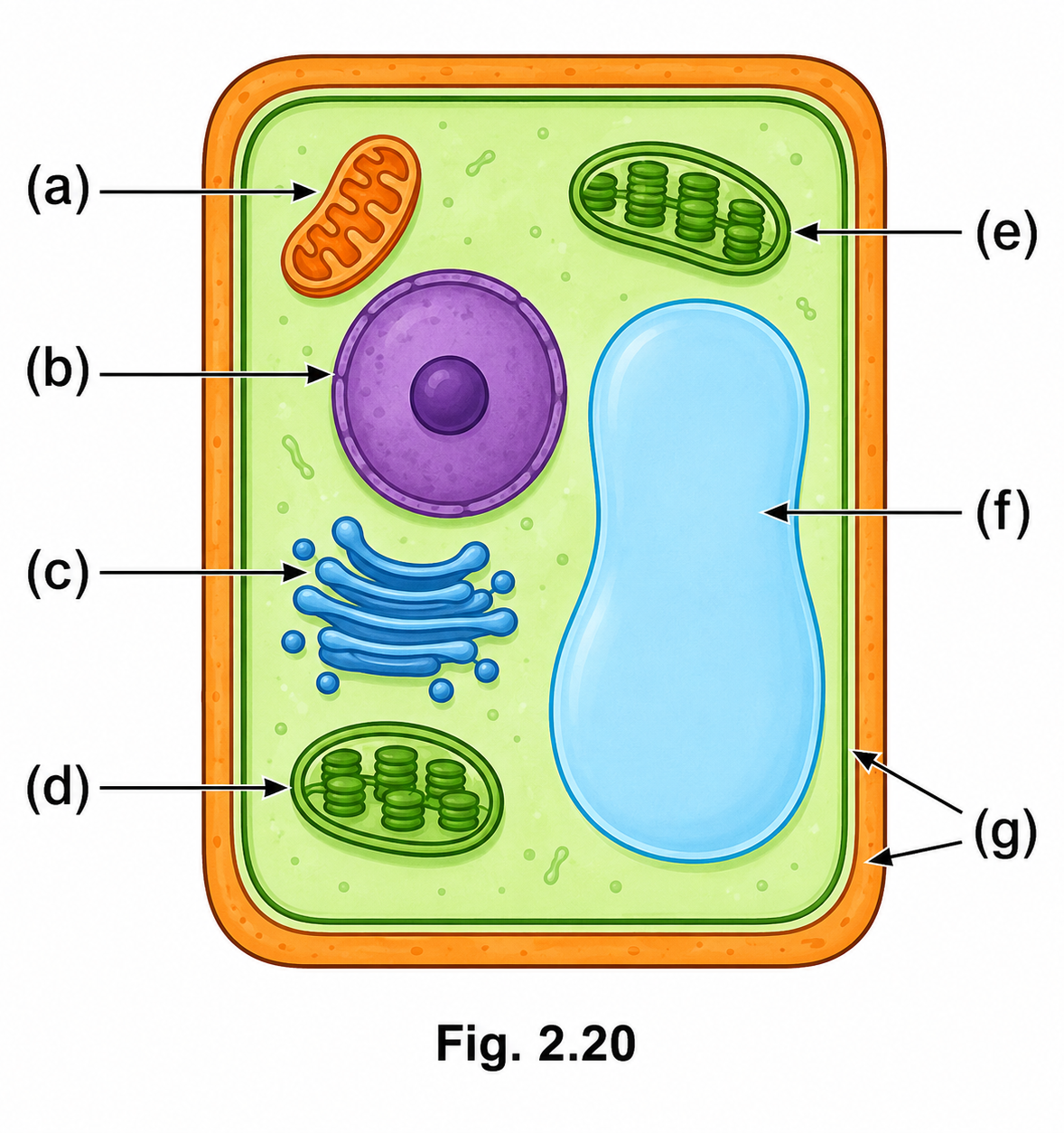 Look at the diagram of a cell in Fig. 2.20. Identify the parts labelled from (a) to (g) and correctly match them with their functions given below.png