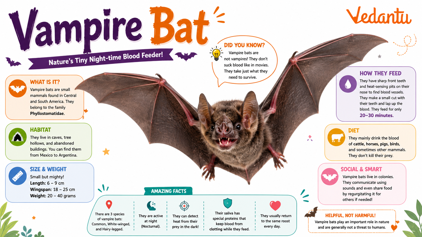 Vampire Bat