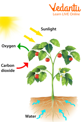 Plants Require Carbon for Photosynthesis