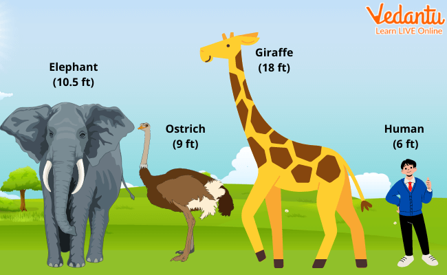 Tallest Giraffe