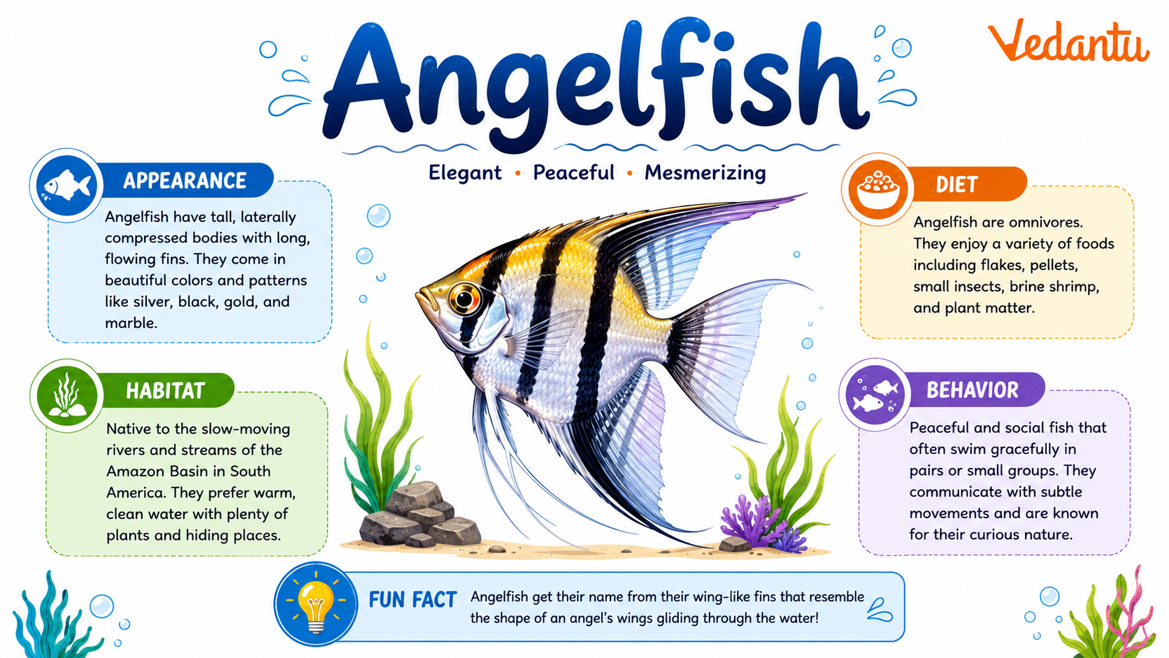 Angelfish