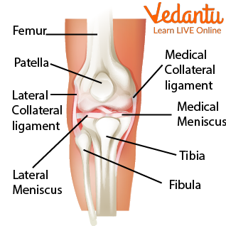 The Human Knee