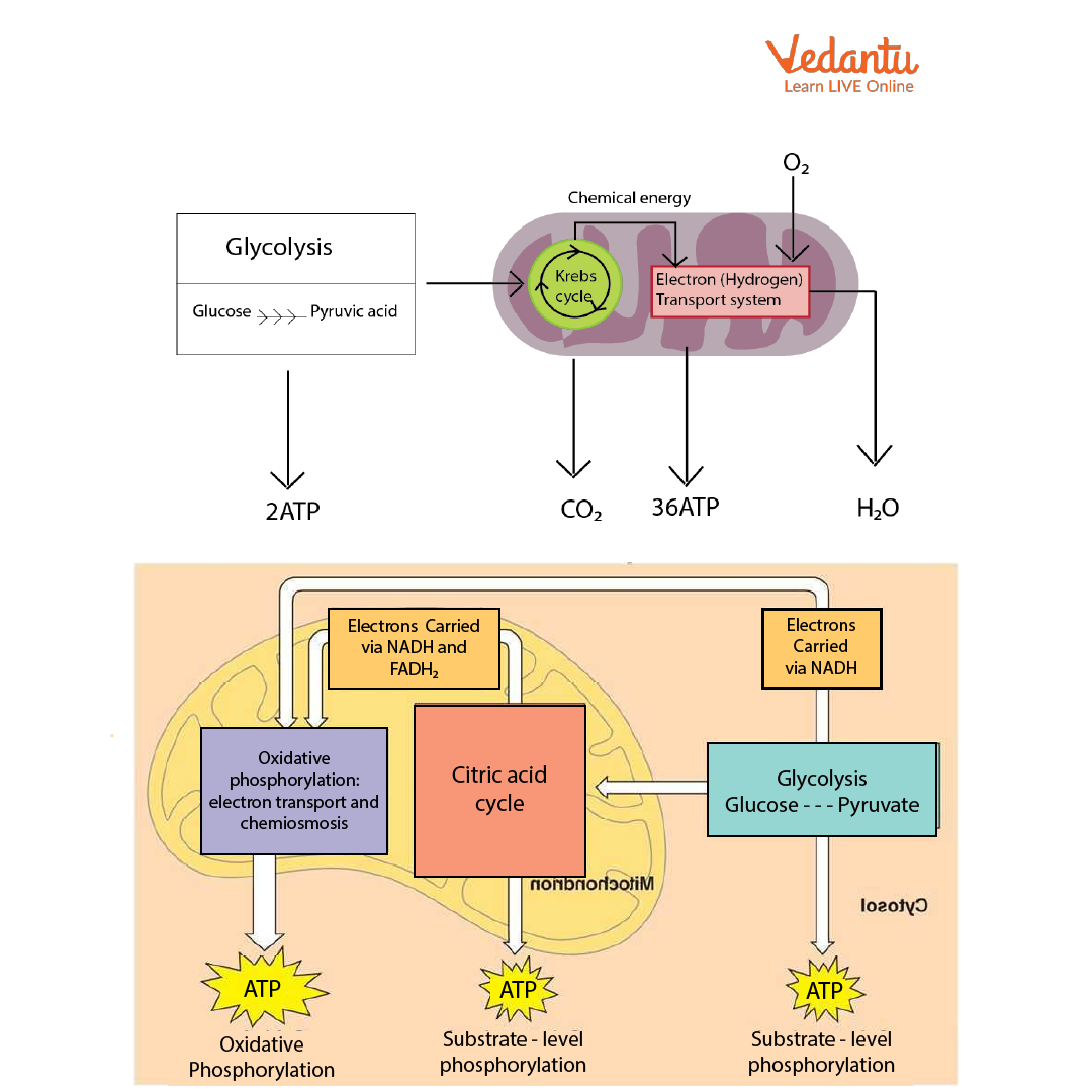 Respiration in Organisms