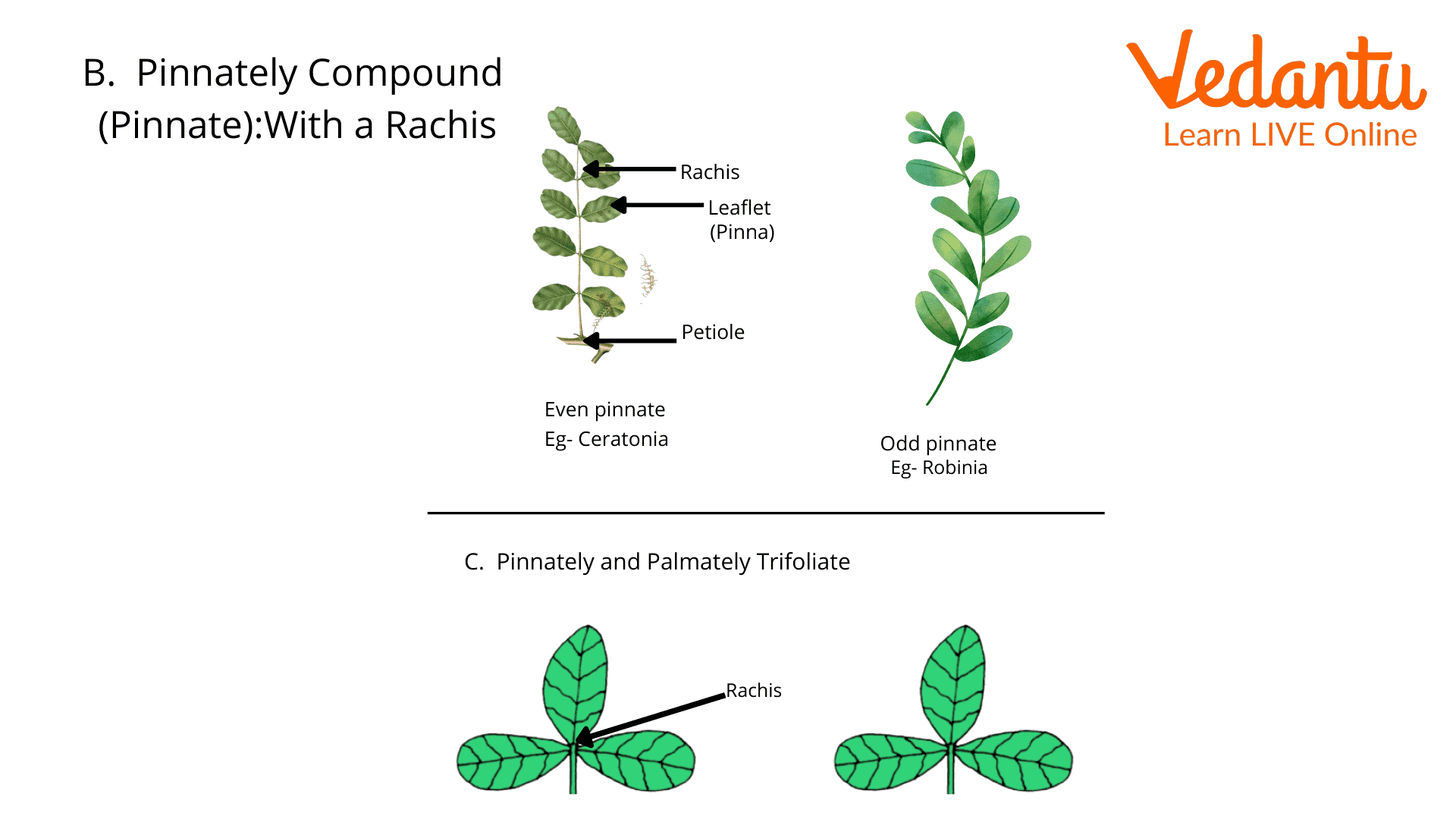 Pinnate Compound Leaves and Types