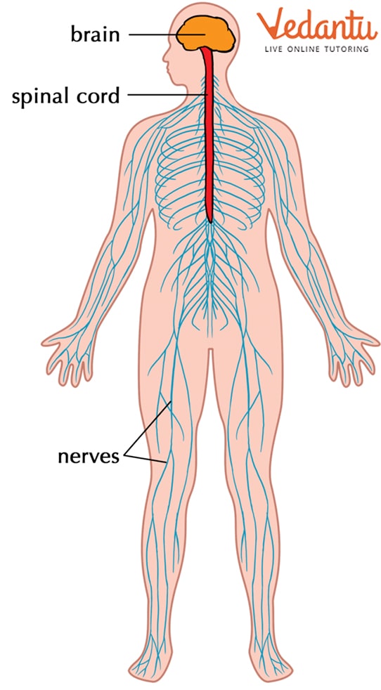 The Human Nervous System