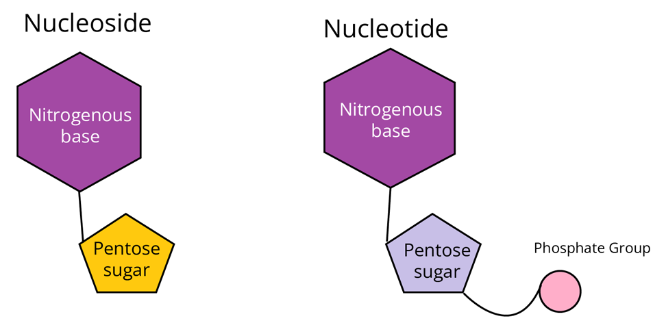 The Structural Difference Between Nucleotide and Nucleoside