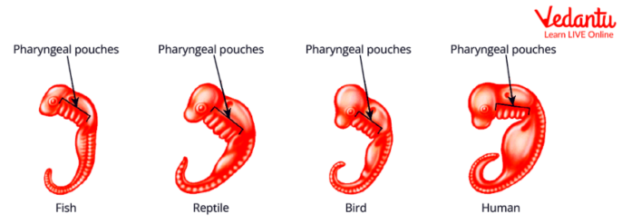 Embryos of Fish, Reptile, Bird and Human