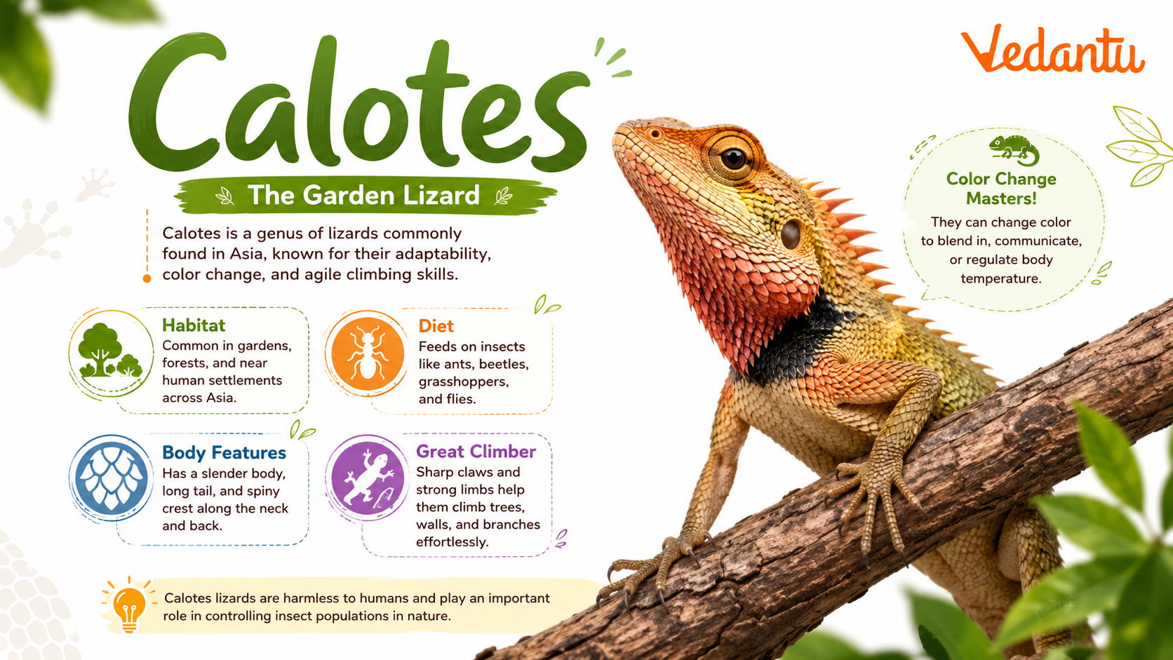 Calotes garden lizard perched on a branch
