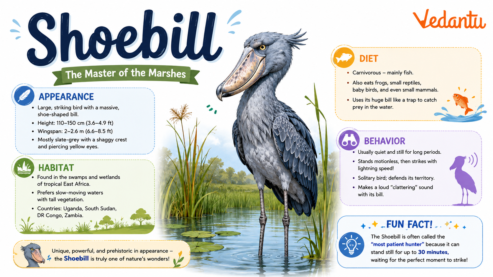 Shoebill bird standing in wetland habitat