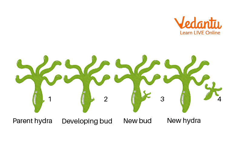 The Life Cycle of Hydra