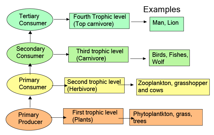 Trophic levels of food chain