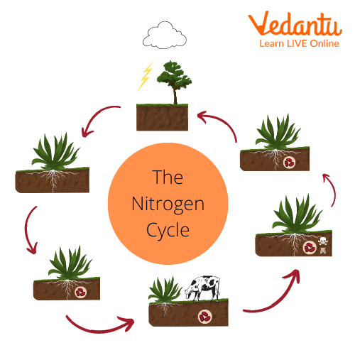 Nitrogen Cycle Steps