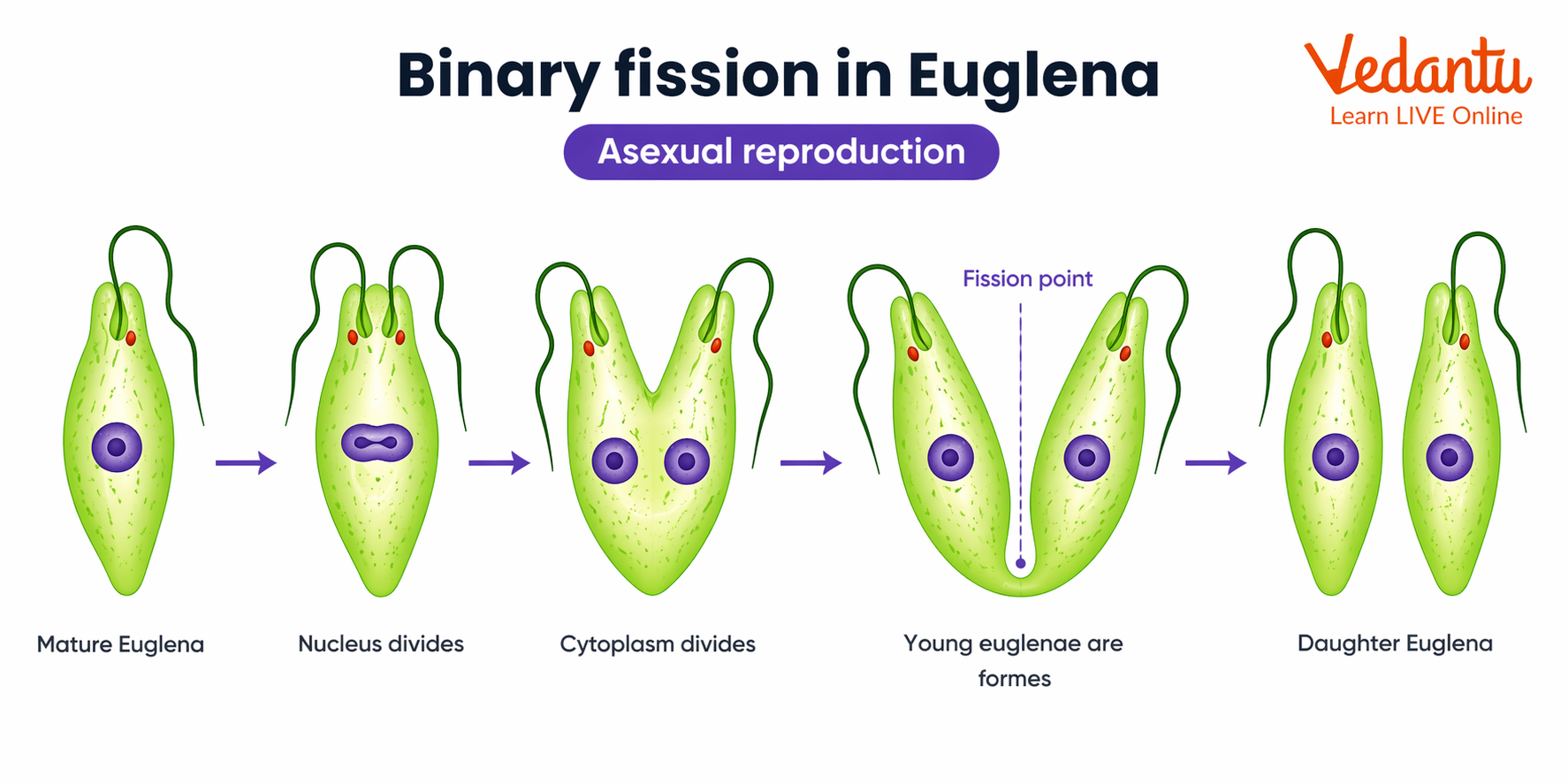 Asexual reproduction - Binary Fission in Euglena Diagram