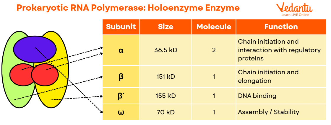 Prokaryotic RNA Polymerase