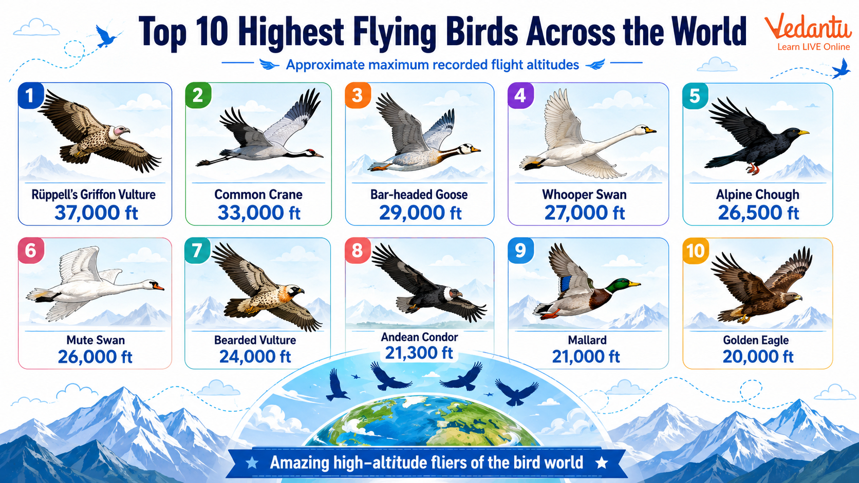 Top 10 Highest Flying Birds Across the World