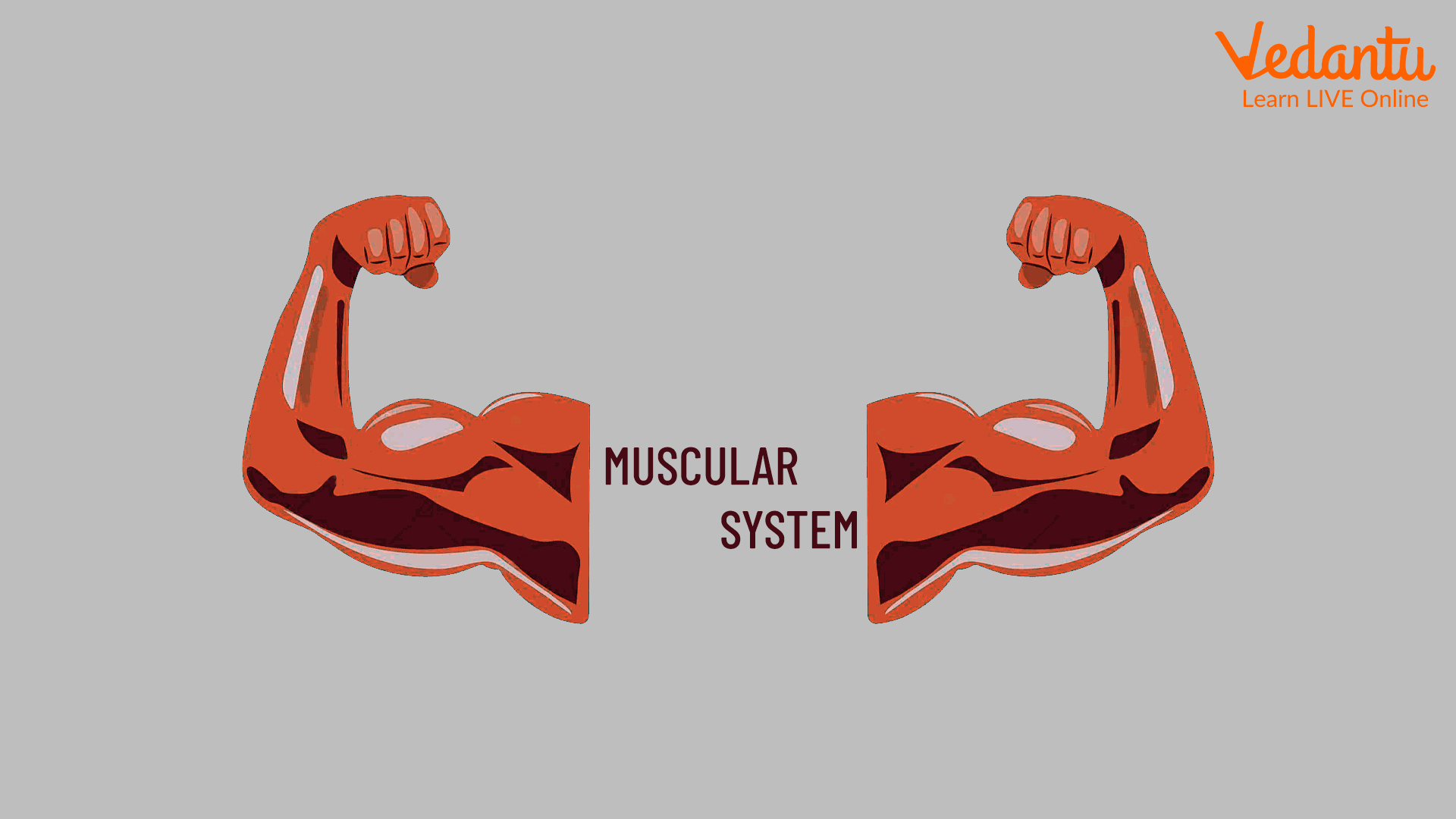 The Muscular System