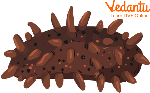 Sea cucumber images