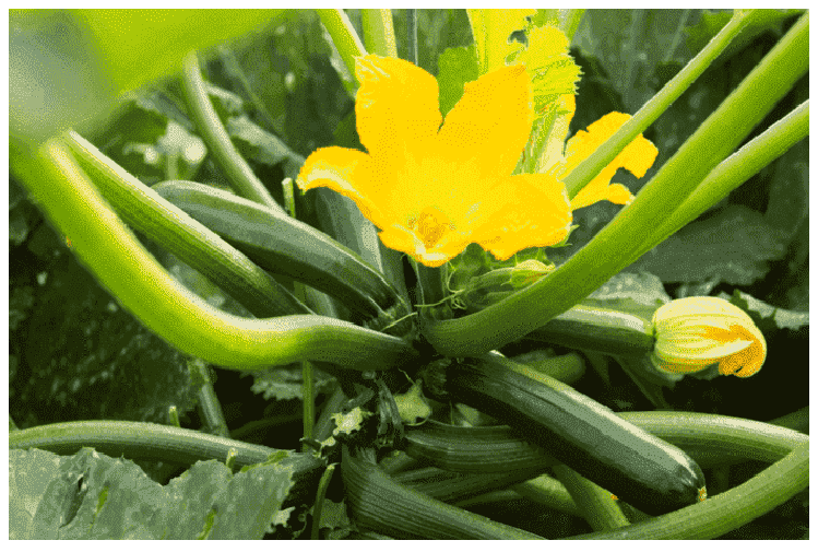 Cucurbit Plant Flower