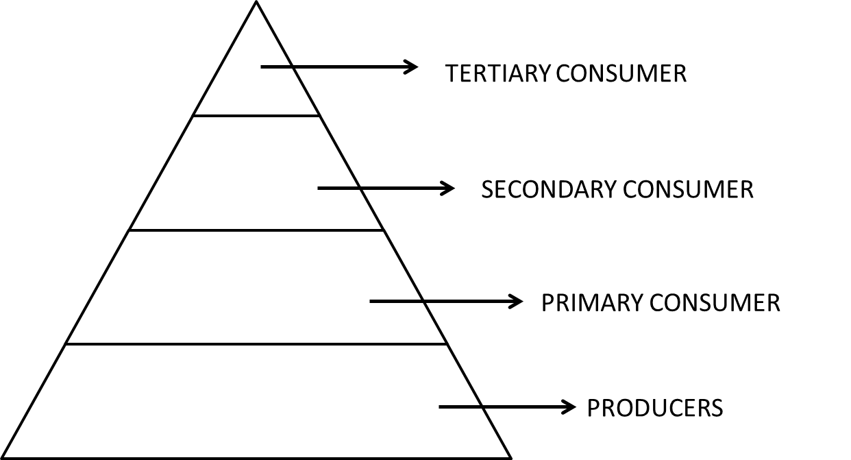 Sequence of Various and Trophic levels in a food Chain