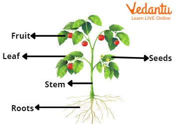 Structure of Plant