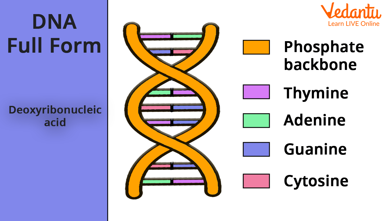 DNA Full Form