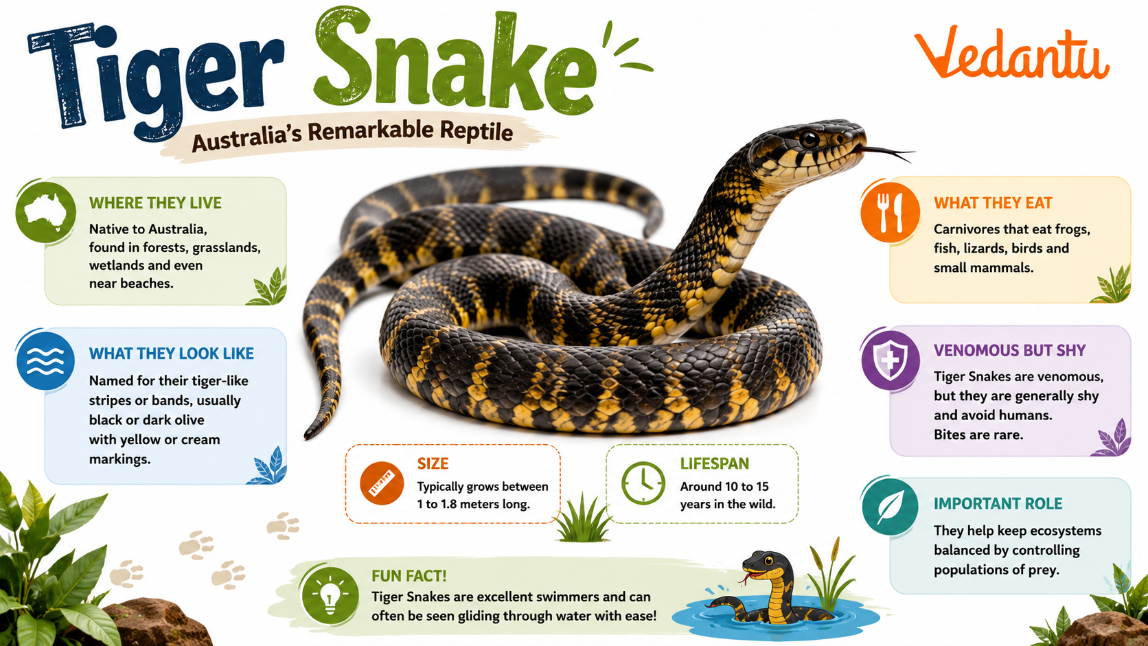 Tiger Snake
