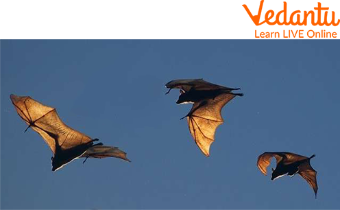 Flying Bats