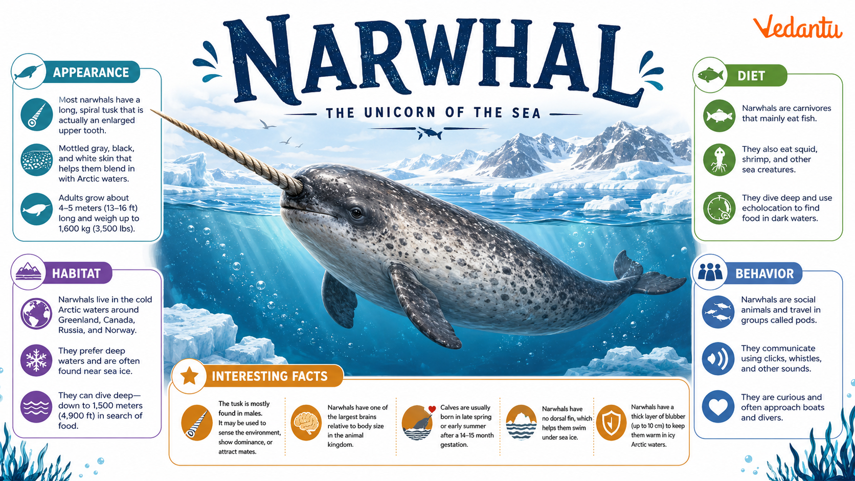 Narwhal with long spiral tusk swimming in Arctic waters