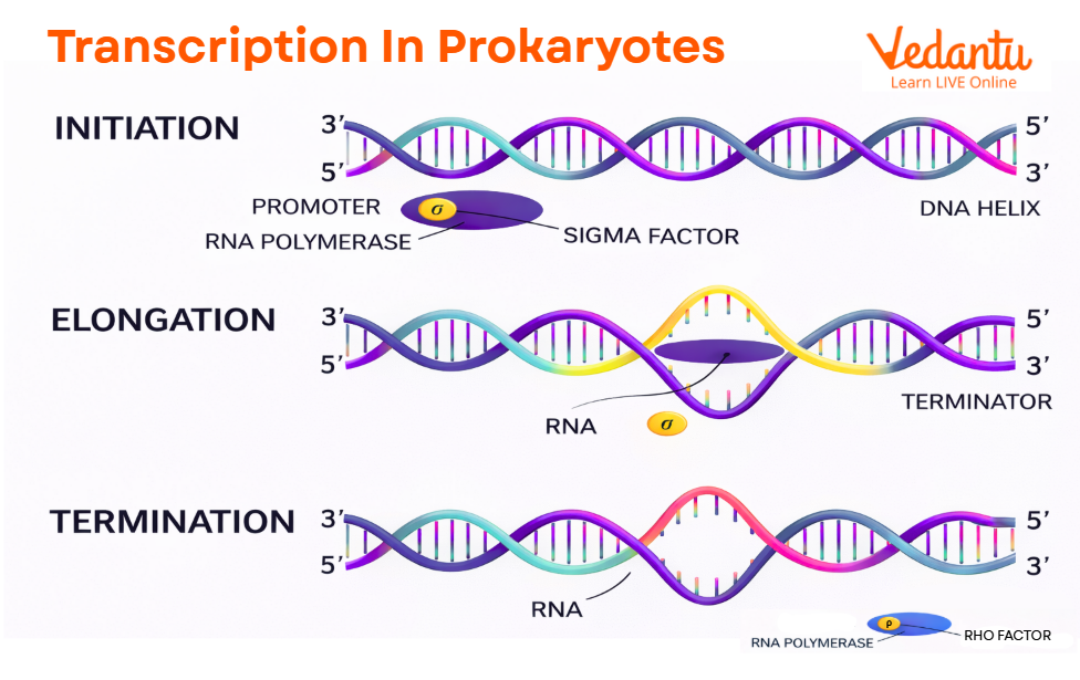 Transcription in Prokaryotes