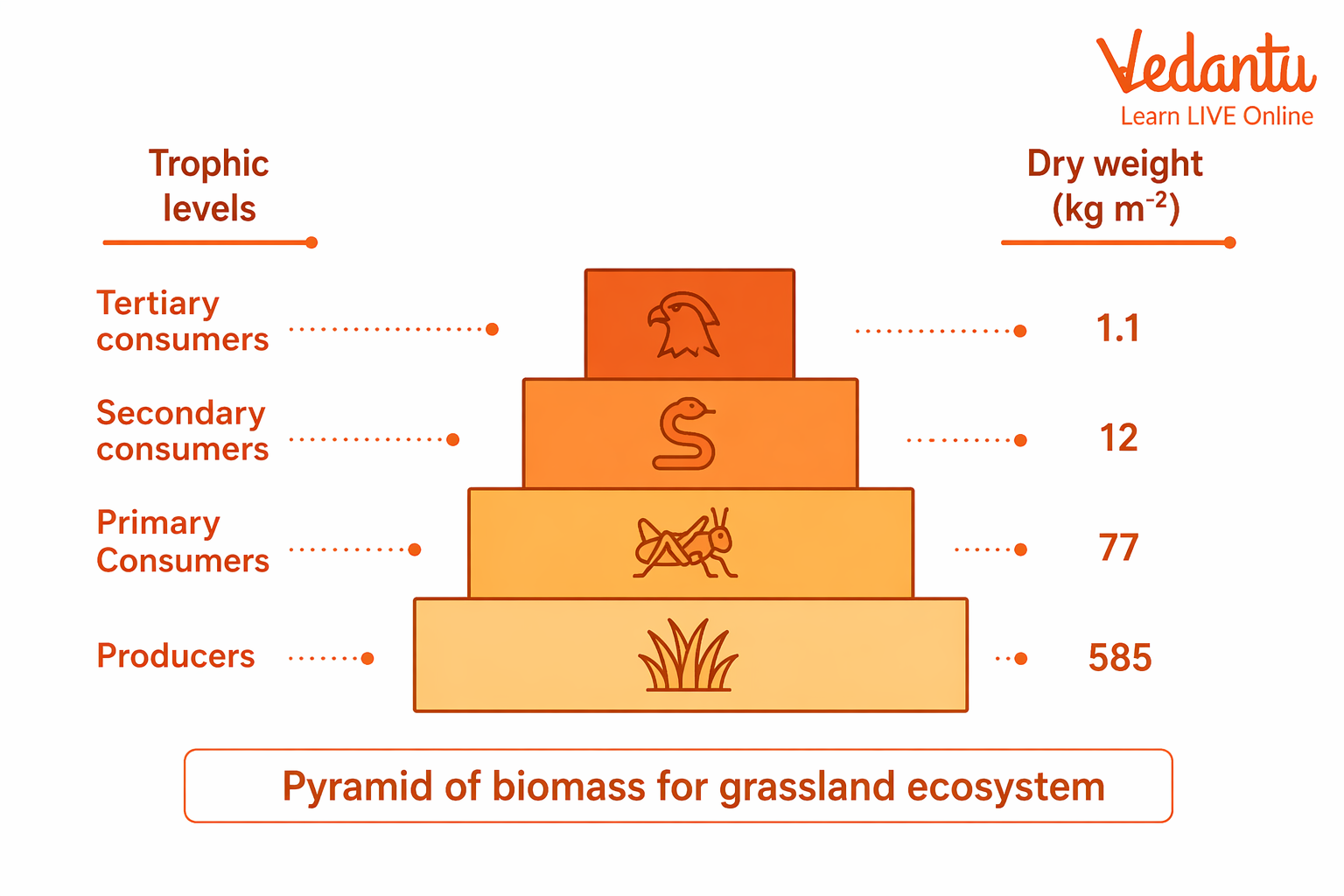 Pyramid of Biomass Example in Grassland Ecosystem Diagram
