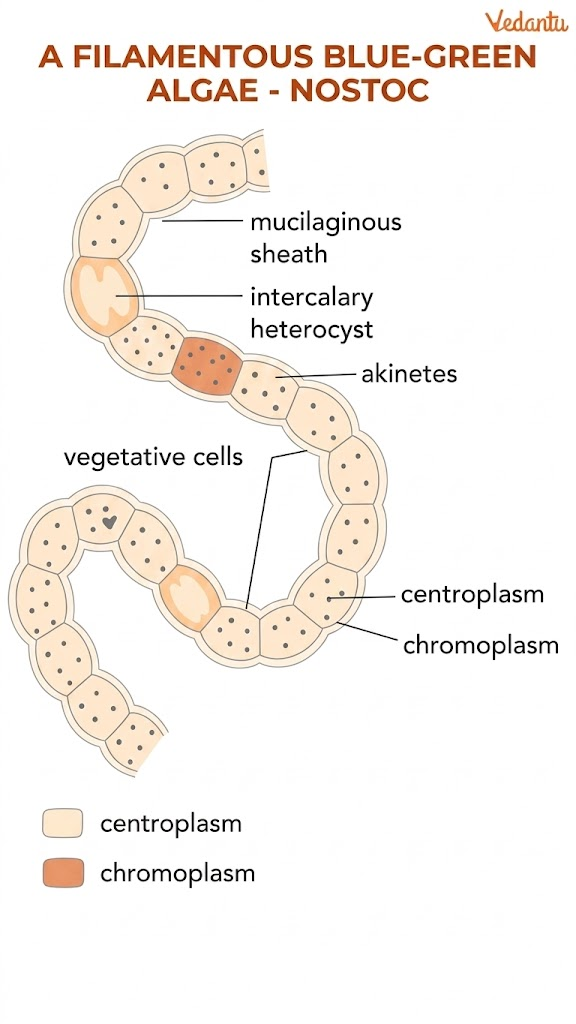 nostoc diagram