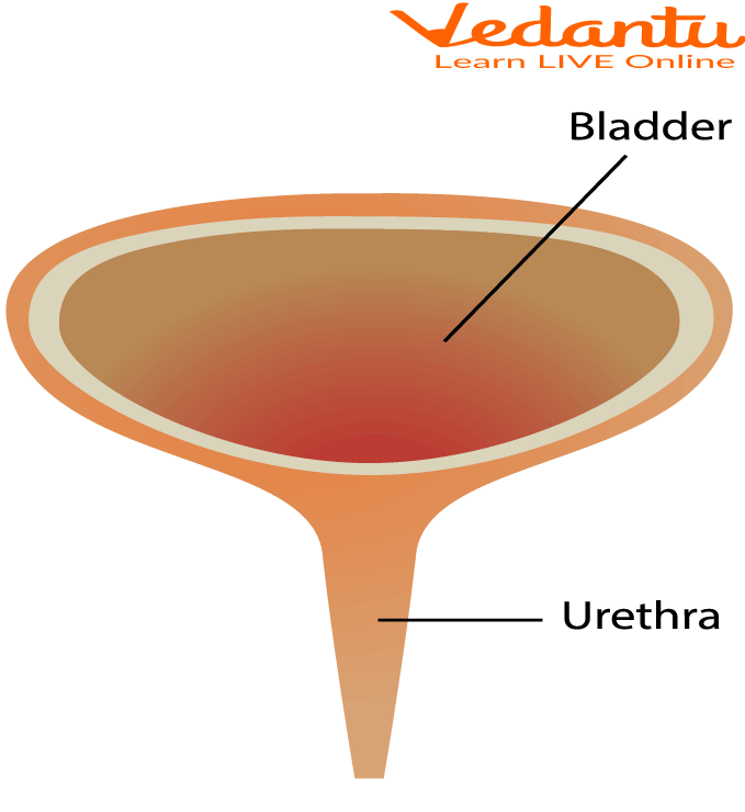 Structure of Bladder